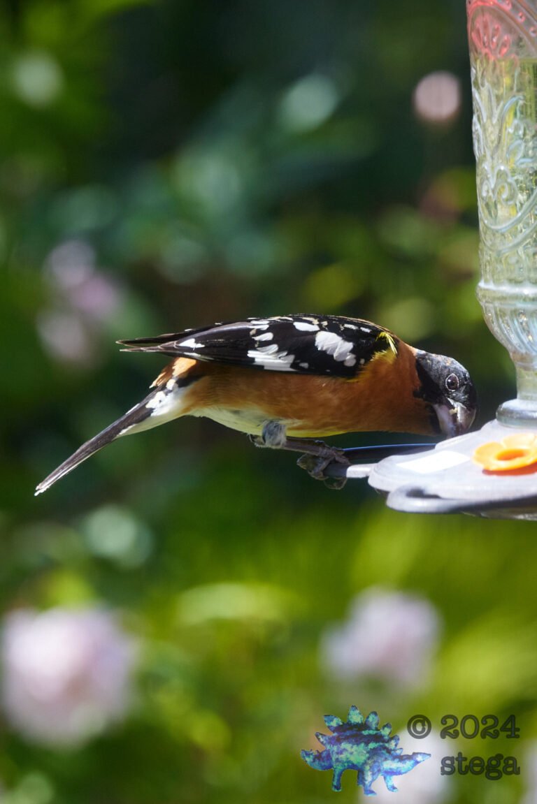 Black-Headed Grossbeak