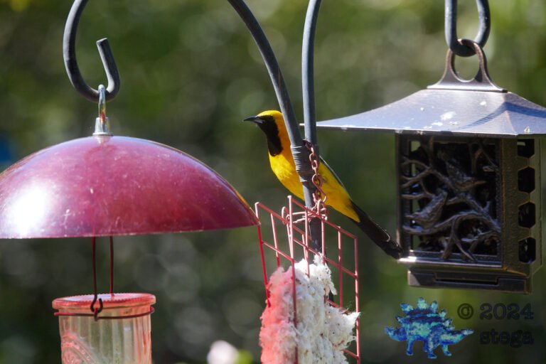 Hooded Oriole