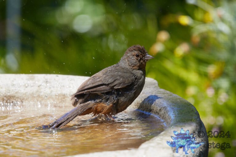 California Towhee