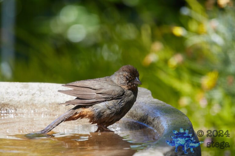 California Towhee
