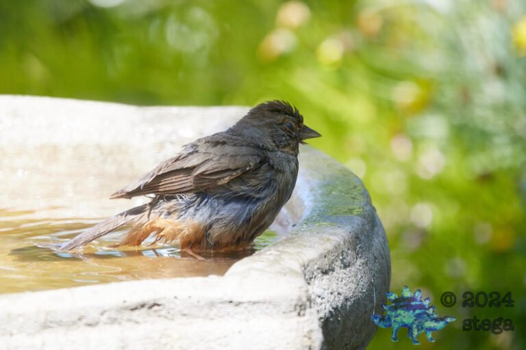 California Towhee