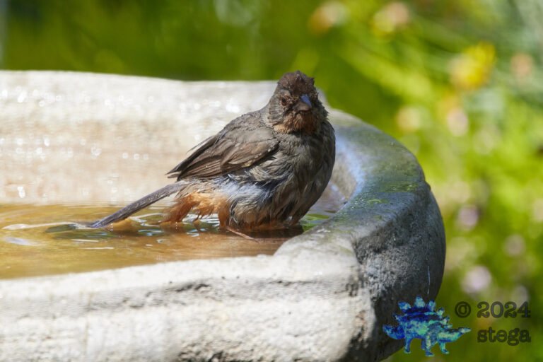 California Towhee