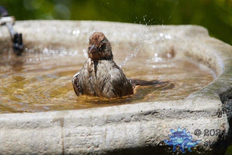 California Towhee