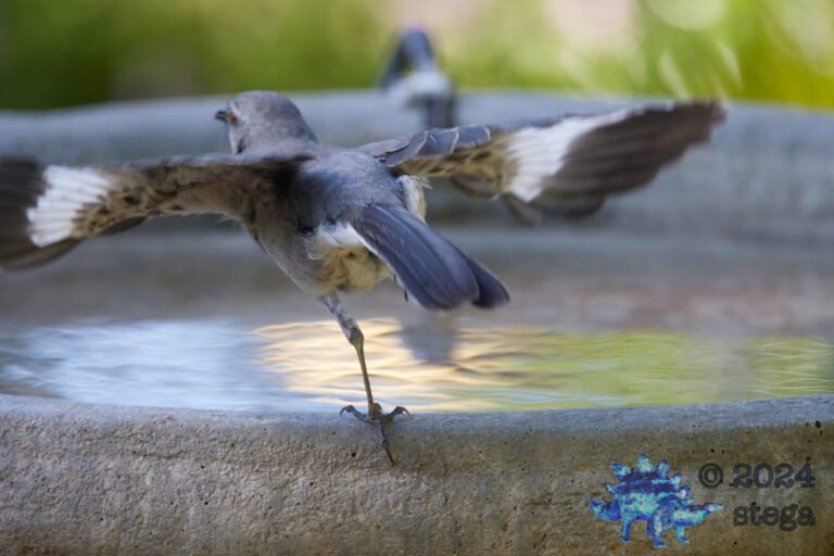 Northern Mockingbird
