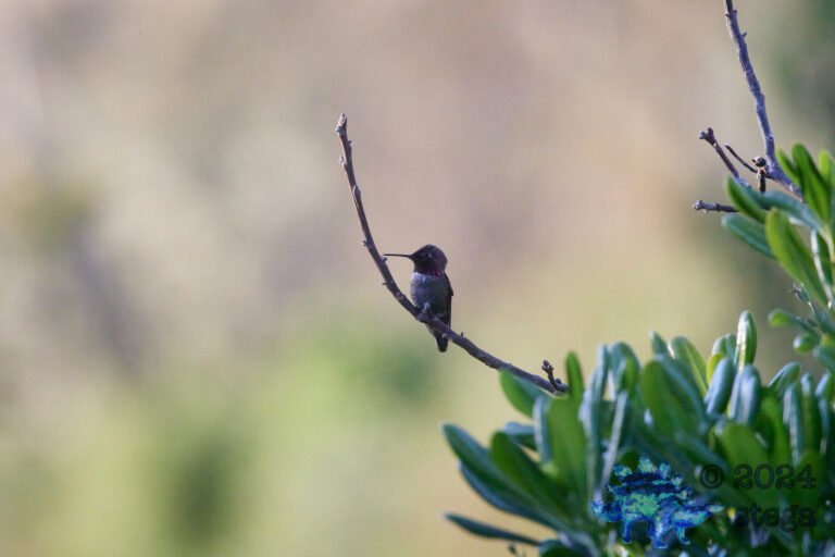 Anna’s Hummingbird
