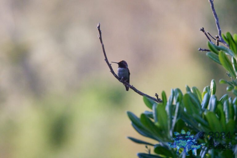 Anna’s Hummingbird