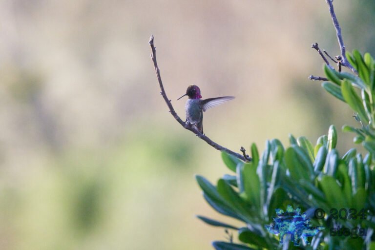 Anna’s Hummingbird