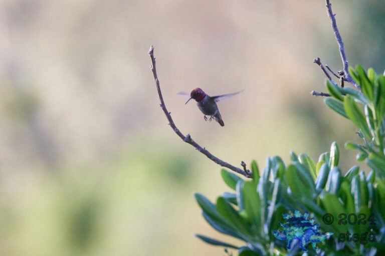 Anna’s Hummingbird