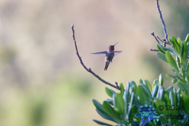 Anna’s Hummingbird