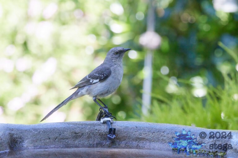 Northern Mockingbird