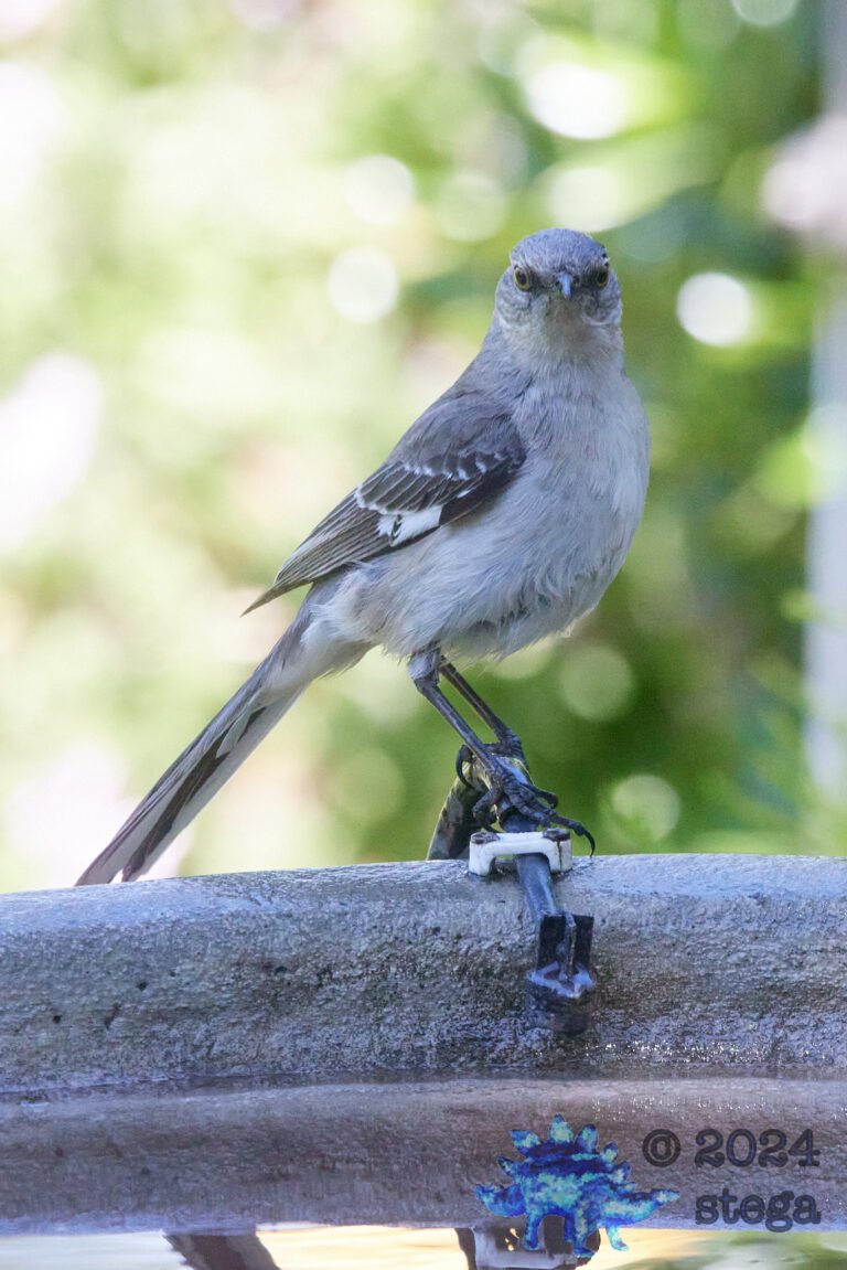Northern Mockingbird