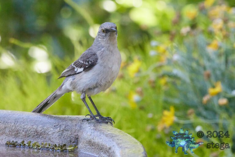 Northern Mockingbird