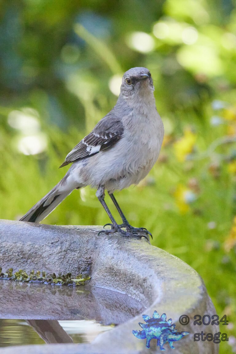 Northern Mockingbird
