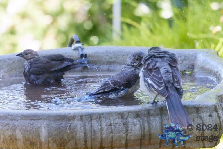 Mocking Birds