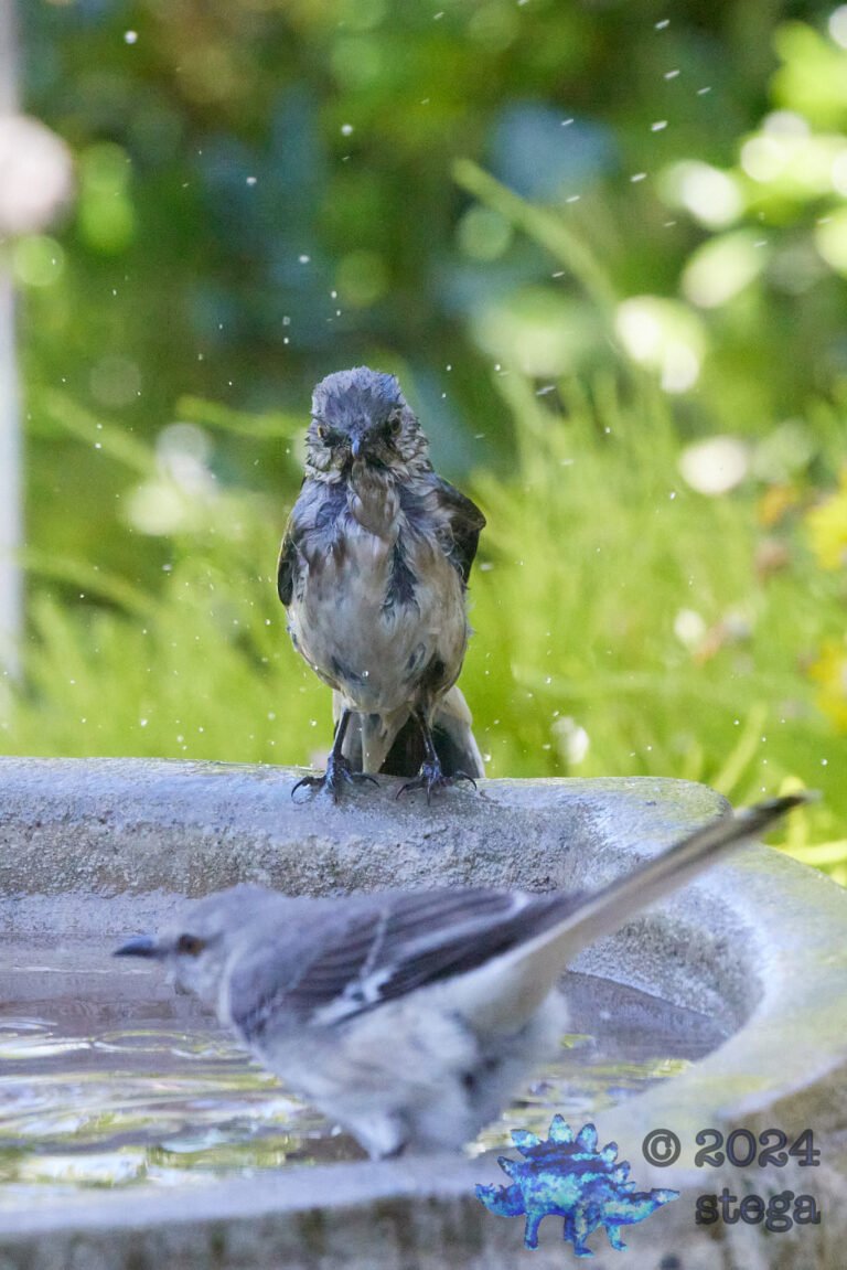 Northern Mockingbird