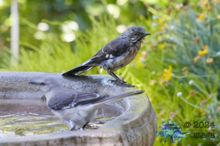 Northern Mockingbird