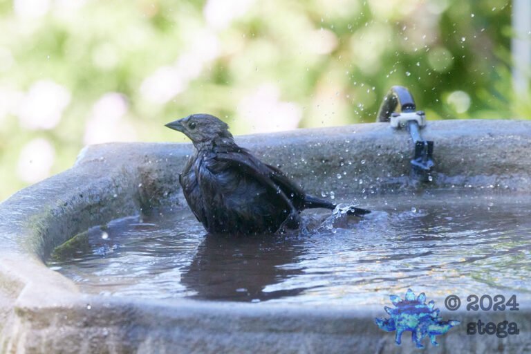 Brown-Headed Cowbird