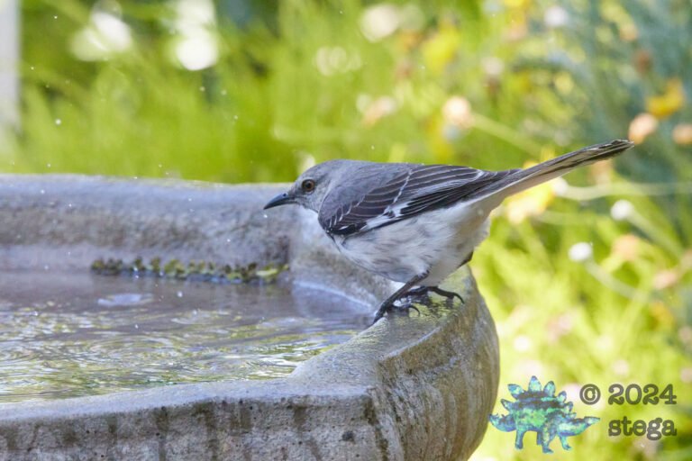 Northern Mockingbird