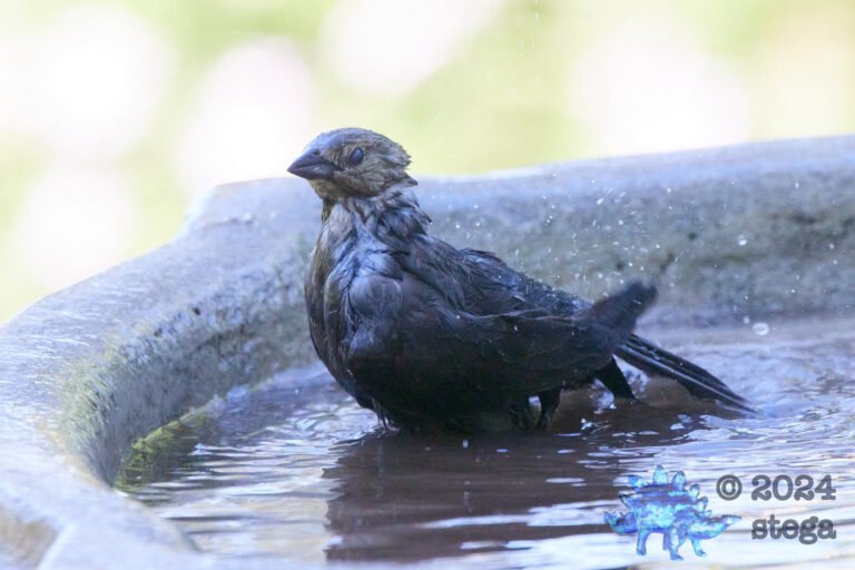 Brown-Headed Cowbird