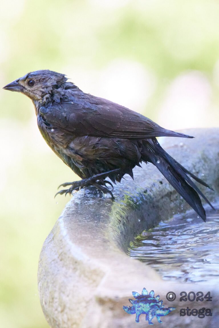 Brown-Headed Cowbird