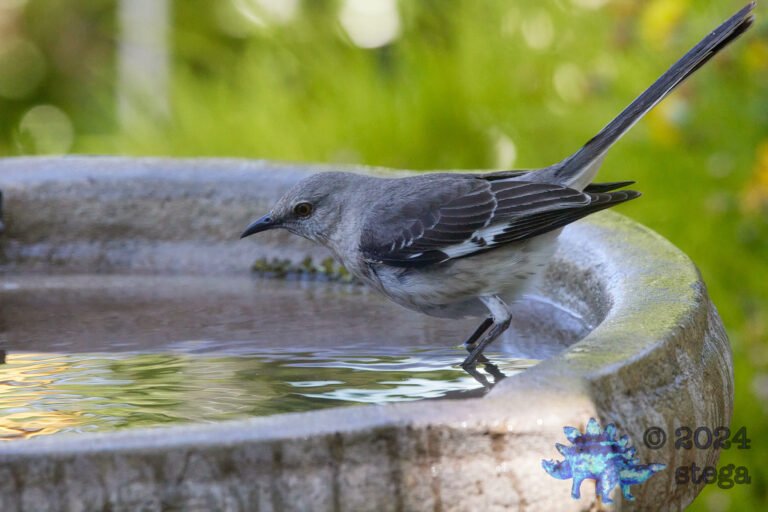 Northern Mockingbird