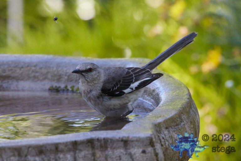 Northern Mockingbird