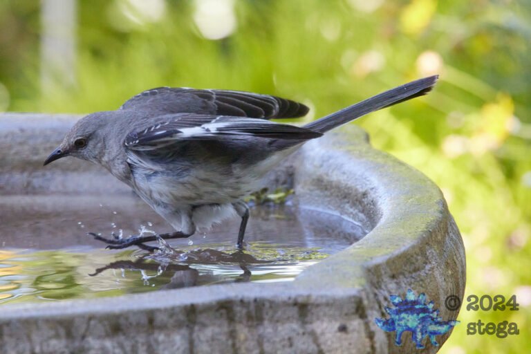 Northern Mockingbird