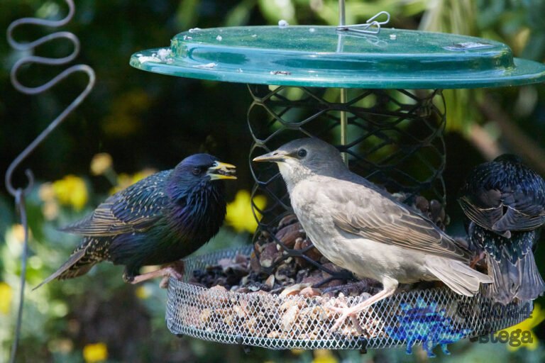 European Starlings