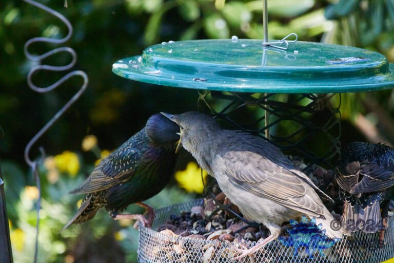 European Starlings