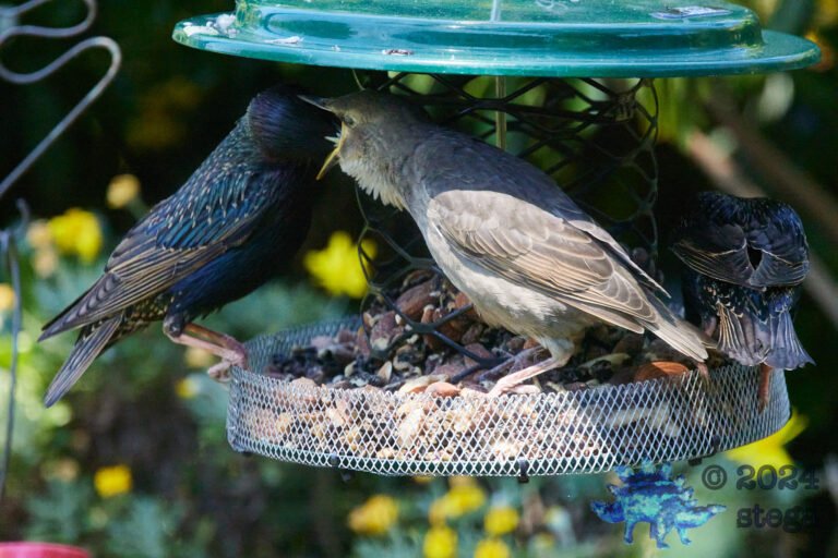 European Starlings