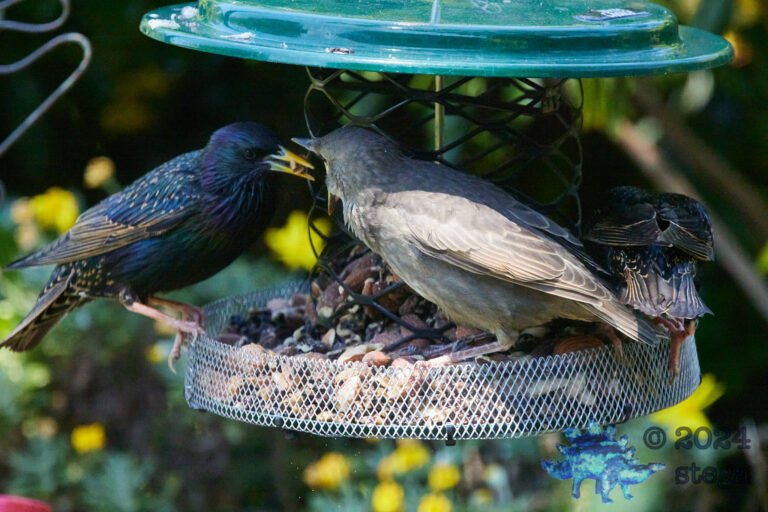 European Starlings