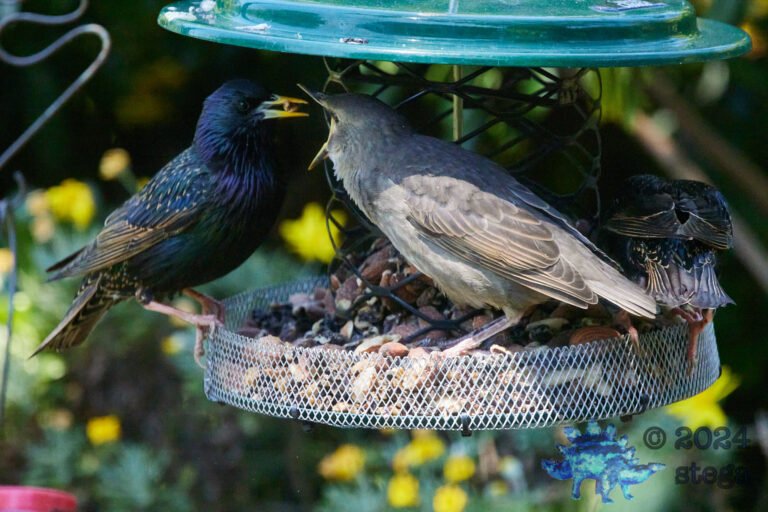European Starlings