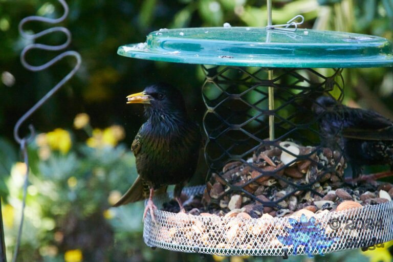 European Starlings