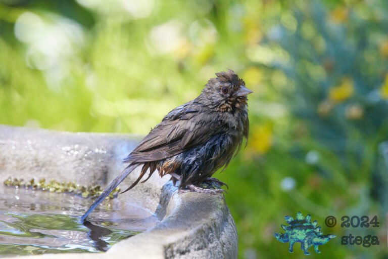 California Towhee