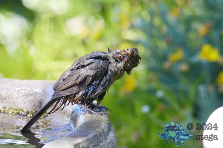 California Towhee