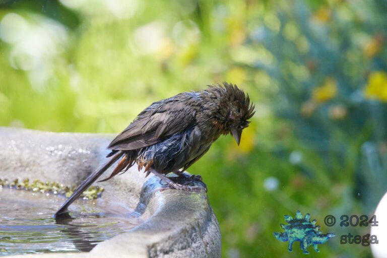 California Towhee
