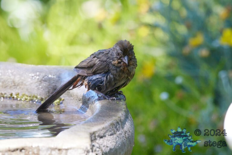 California Towhee