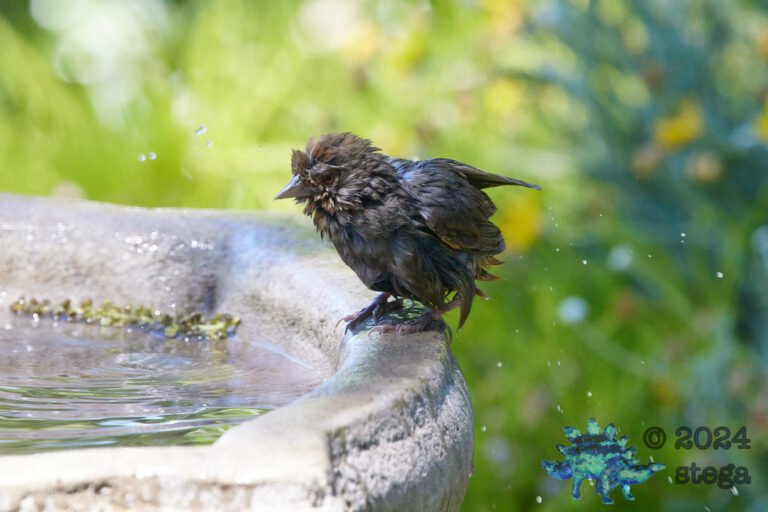 California Towhee