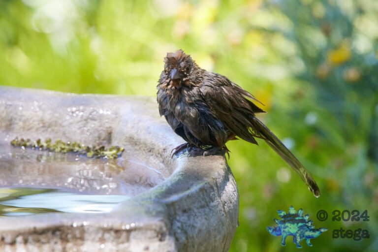 California Towhee