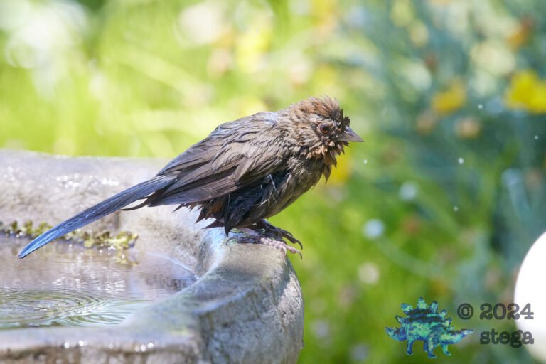 California Towhee