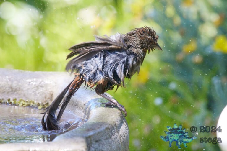 California Towhee