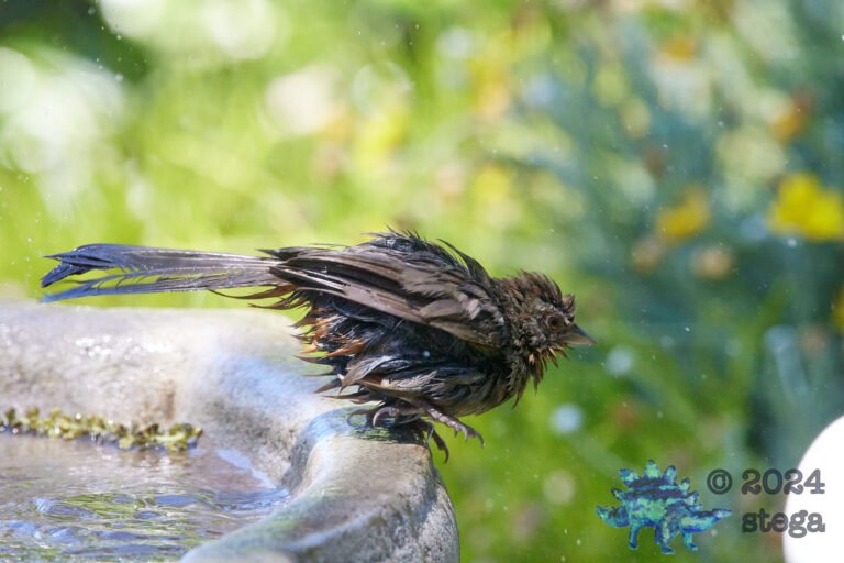 California Towhee