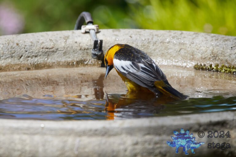 Bullock’s Oriole