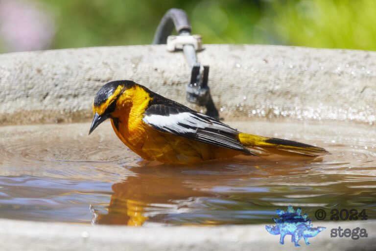 Bullock’s Oriole