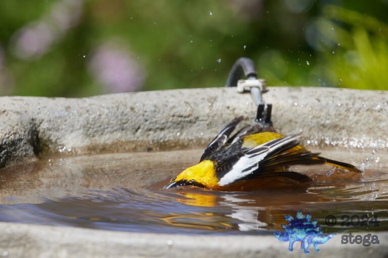 Bullock’s Oriole