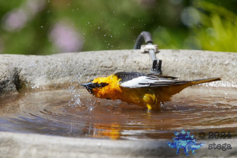 Bullock’s Oriole