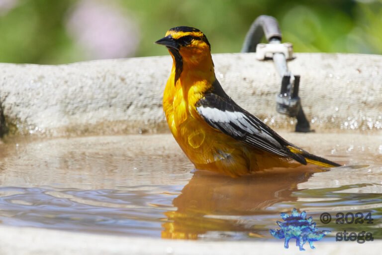 Bullock’s Oriole