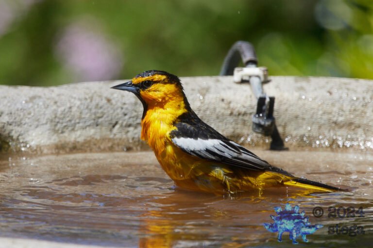 Bullock’s Oriole