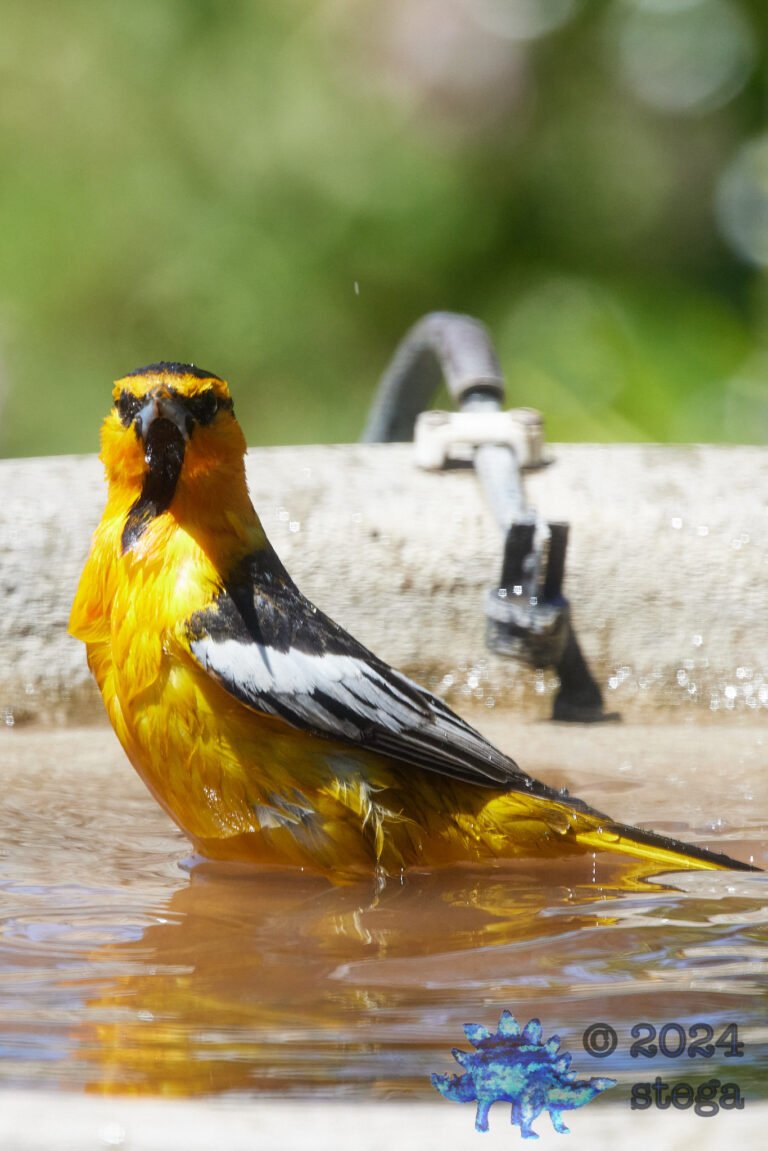 Bullock’s Oriole