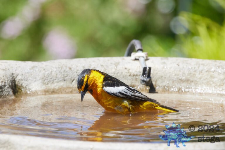 Bullock’s Oriole